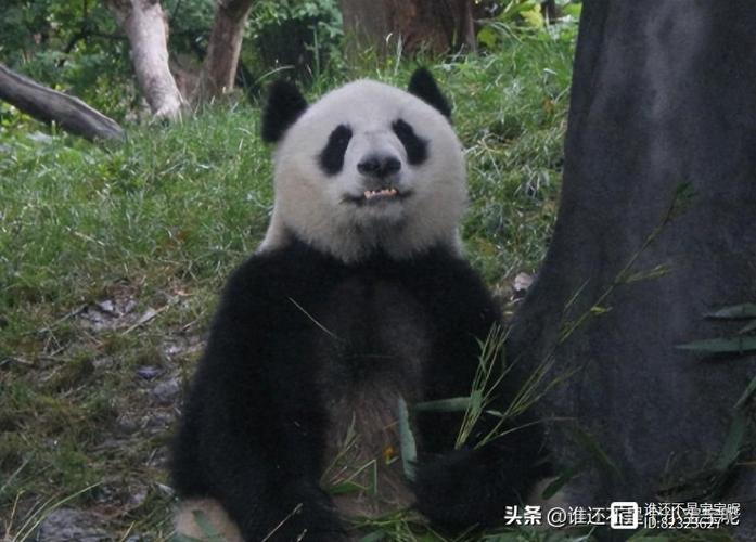 从六只到万物生长 成都大熊猫繁育研究基地的守护奇迹