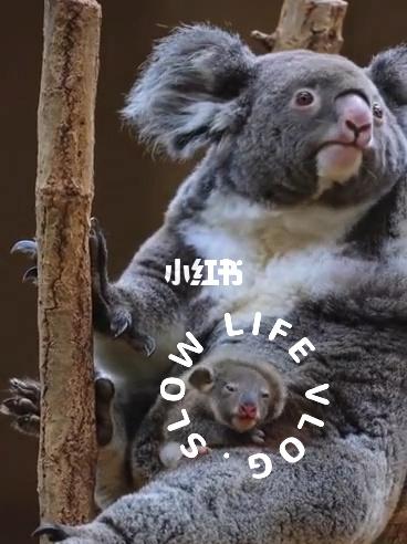 树袋熊就够可爱了考拉幼崽更可爱的啊